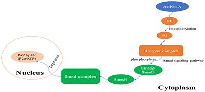 Research Progress on the Role and Mechanism of Action of Activin A in Brain Injury